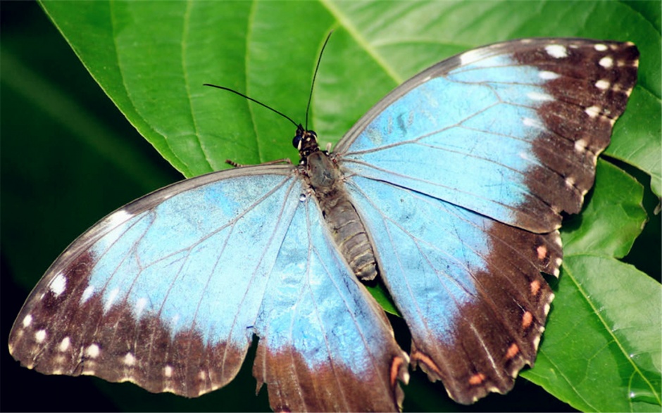 点击大图看下一张：精美蓝色蝴蝶高清桌面壁纸