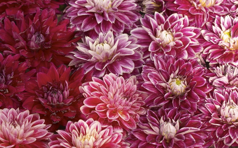 点击大图看下一张：美丽芬芳的超大鲜花经典壁纸