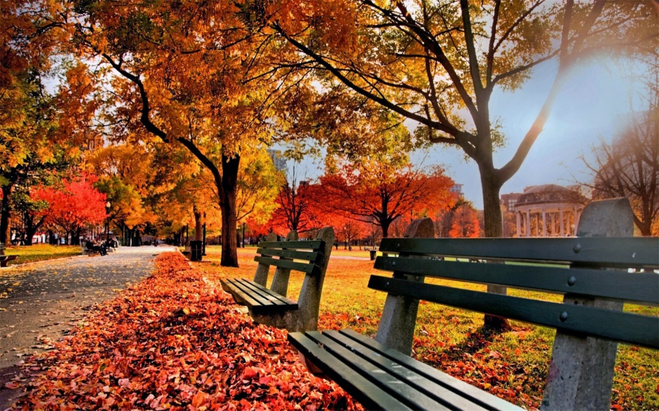 点击大图看下一张：秋天唯美公园金色树林风景壁纸