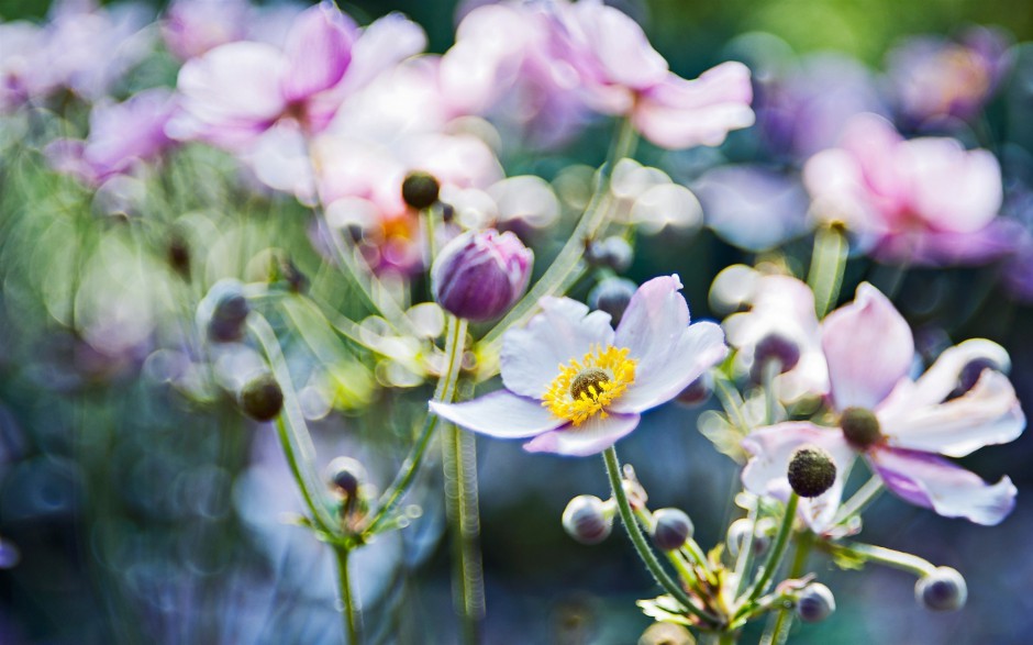 点击大图看下一张：可爱精致花卉梦幻田园风景壁纸