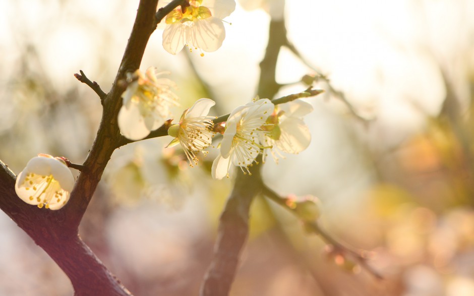 点击大图看下一张：雨后唯美黄色梅花清新春日风景