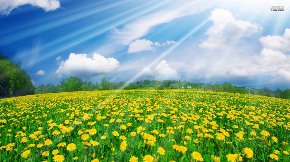 点击大图看下一张：金黄向日葵唯美花田浪漫风景高清图片