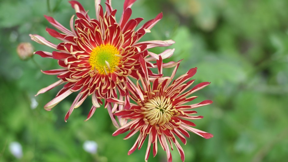 点击大图看下一张：浪漫菊花清香田园风景秀