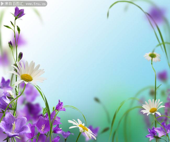 点击大图看下一张：简单唯美的花卉背景图片