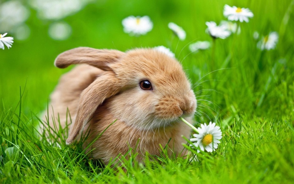 点击大图看下一张：呆萌萌超可爱的兔子壁纸图片