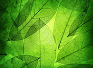 绿色通透树叶背景高清图片素材