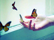 指尖上的蝴蝶唯美意境图片
