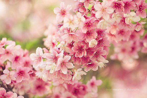 点击大图看下一张：韩国浪漫唯美樱花图片素材