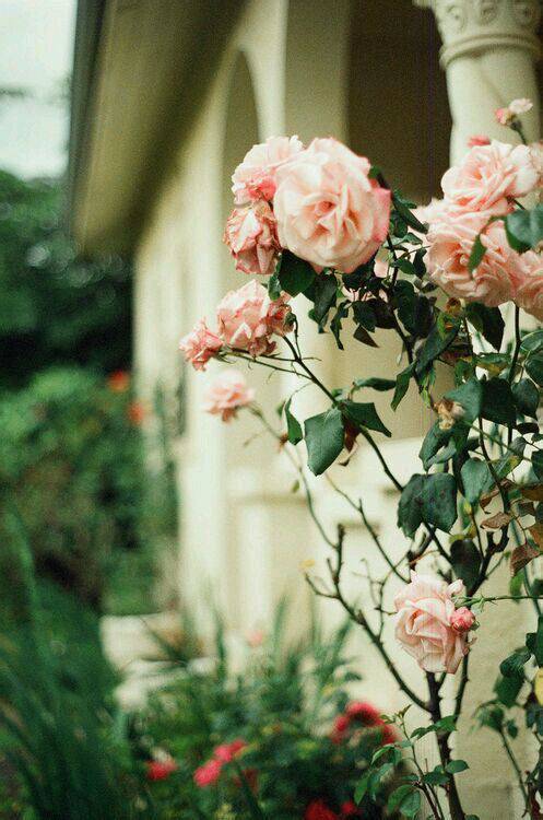 点击大图看下一张：浪漫唯美的玫瑰花卉图片