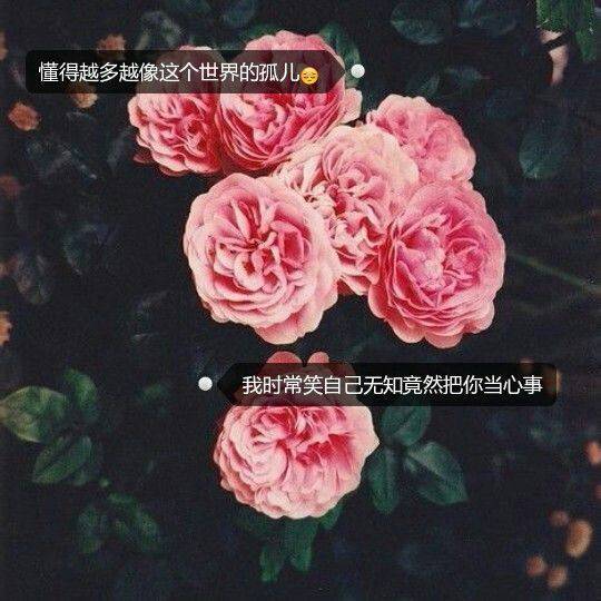 点击大图看下一张：玫瑰花唯美意境带字图片素材