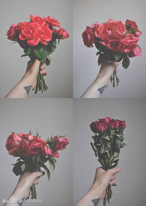 点击大图看下一张：浪漫唯美的玫瑰花卉图片