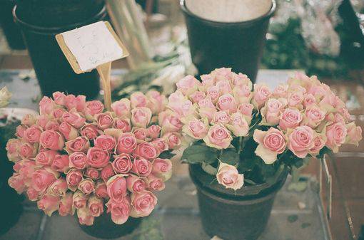点击大图看下一张：玫瑰花包装森系唯美意境图片素材