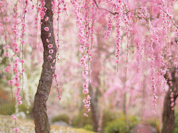 点击大图看下一张：韩国浪漫唯美樱花图片素材