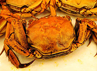 金黄色海鲜美味大闸蟹图片