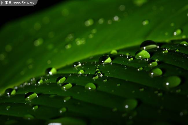 点击大图看下一张：绿色植物上的水珠摄影图片