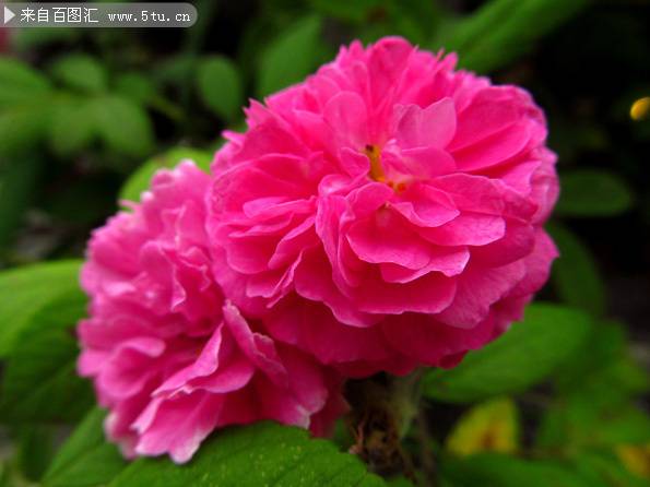 点击大图看下一张：美丽鲜艳的蔷薇花图片