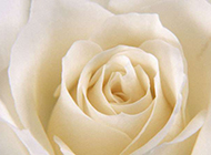 白色玫瑰花背景典雅清新