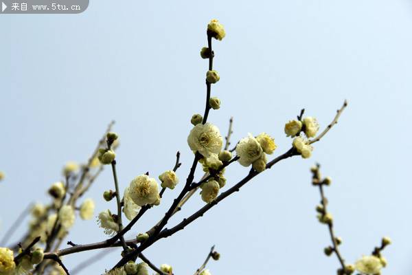 点击大图看下一张：含笑迎风的梅花树高清图片