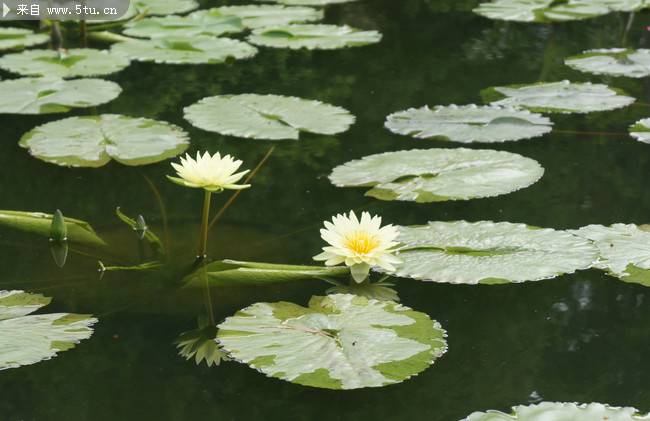 点击大图看下一张：池中美丽的睡莲图片