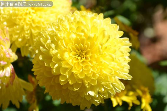 点击大图看下一张：绽放的黄色菊花图片