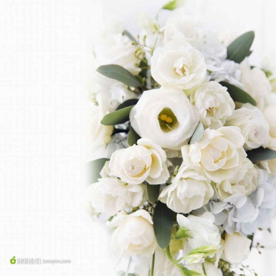 点击大图看下一张：纯洁的白玫瑰高清图片素材
