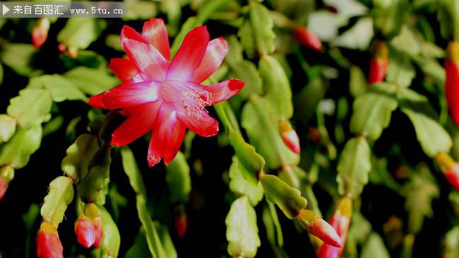 点击大图看下一张:美丽的蟹爪兰图片