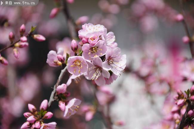 点击大图看下一张：初春树林粉红樱花摄影图片