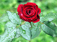 盛开的雨后鲜红玫瑰花图片