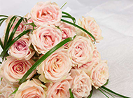 浪漫粉玫瑰花束图片素材
