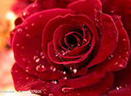 布满露珠的鲜红玫瑰花图片