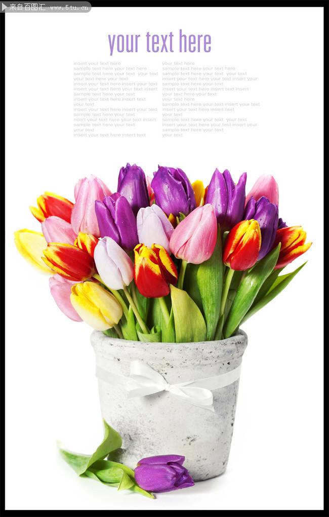 点击大图看下一张：五颜六色的郁金香花卉图片