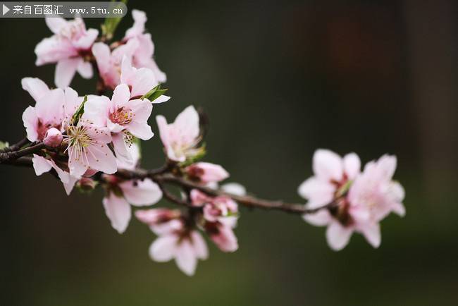 点击大图看下一张：娇嫩素雅的樱花摄影作品