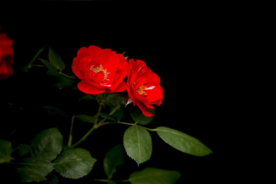 点击大图看下一张：血红蔷薇花图片妖娆明媚