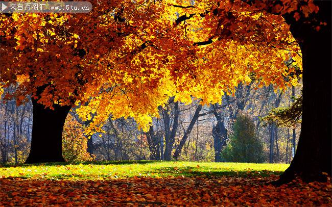 点击大图看下一张：秋天迷人的枫树林图片