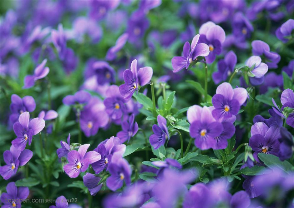 点击大图看下一张：紫色唯美的花丛精美图片赏析