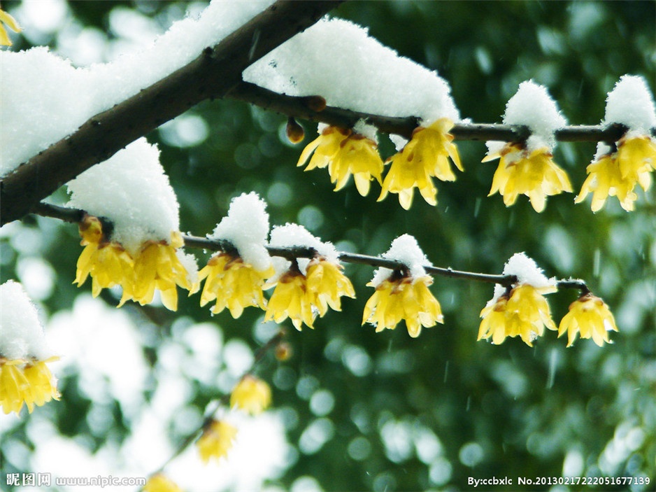 点击大图看下一张：盛开于冬天的腊梅植物图片