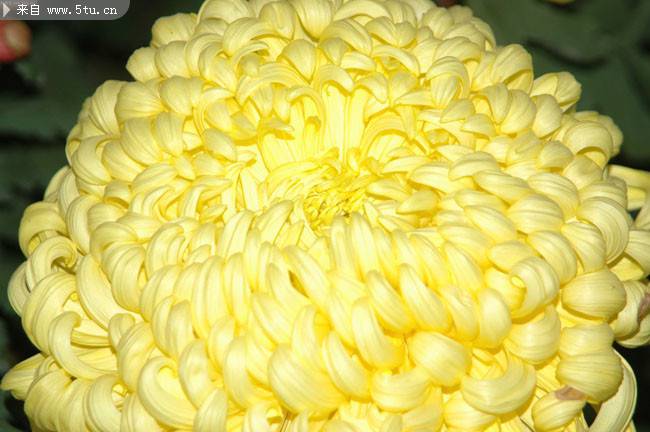 点击大图看下一张：盛放的黄色菊花特写图片