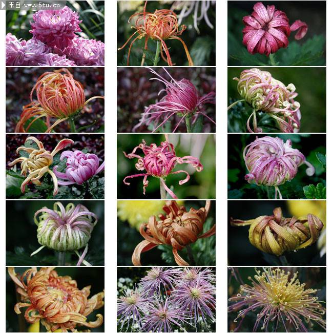 点击大图看下一张：紫菊花图片精美鲜花摄影素材