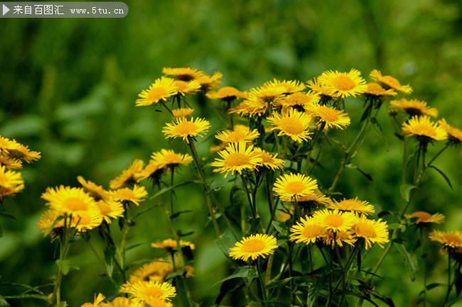 点击大图看下一张：怒放的黄色野菊花图片