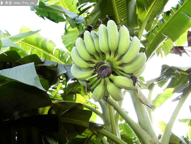 点击大图看下一张：挂在树上的绿色香蕉图片