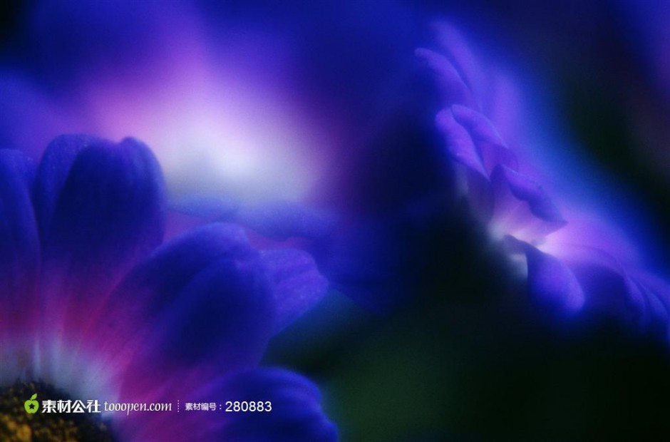 点击大图看下一张：紫色的花背景图片素材