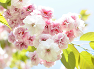 充满诗意的日本樱花图片素材