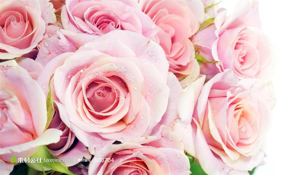 点击大图看下一张：一束粉玫瑰花高清图片欣赏