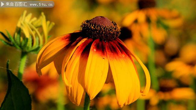 点击大图看下一张:好看的向日葵唯美意境图片