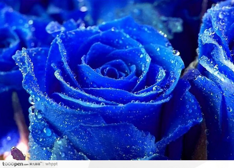 点击大图看下一张：带着水珠的蓝色玫瑰花图片