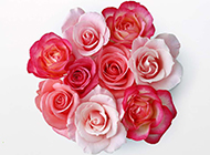 粉玫瑰花图片浪漫花束背景分享