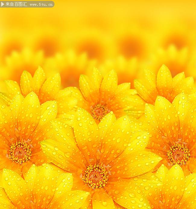 点击大图看下一张：向日葵花黄色鲜花图片背景