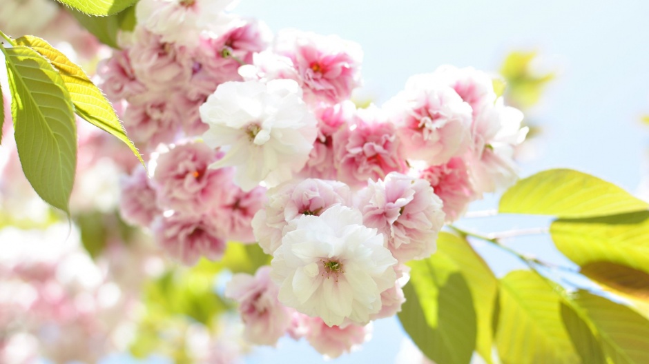 点击大图看下一张：充满诗意的日本樱花图片素材