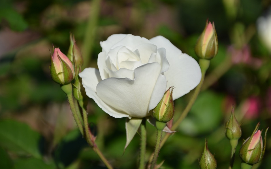点击大图看下一张：小清新淡雅白玫瑰好看的图片