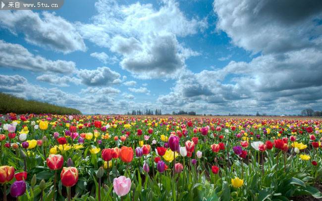 点击大图看下一张：荷兰唯美郁金香花园图片